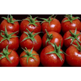 Ketchup