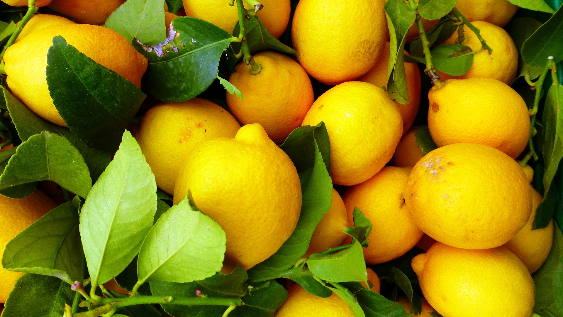 Éltető citrom