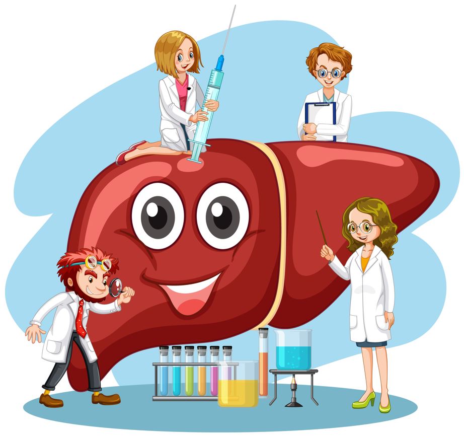 A máj regenerációja: Hogyan gyógyítsd meg a tested motorját?